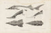 Recherches sur les poissons fossiles Pl110 - Louis Agassiz — widok dzieła