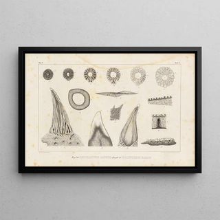 Louis Agassiz - Recherches sur les poissons fossiles Pl112.webp