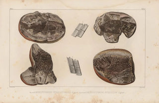 Louis Agassiz - Recherches sur les poissons fossiles Pl128.webp