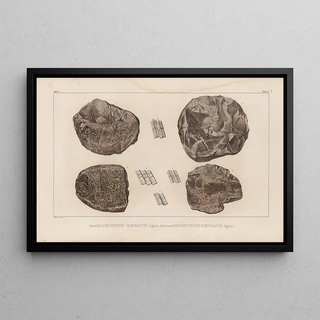 Louis Agassiz - Recherches sur les poissons fossiles Pl129.webp