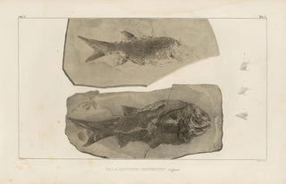 Louis Agassiz - Recherches sur les poissons fossiles Pl132.webp