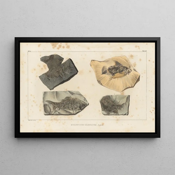 Louis Agassiz - Recherches sur les poissons fossiles Pl143.webp