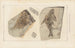 Badania nad skamieniałościami ryb Pl144 - Louis Agassiz — widok dzieła