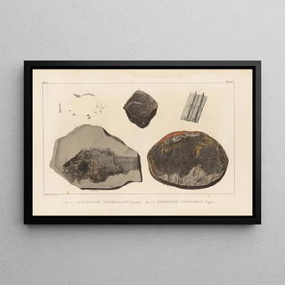 Louis Agassiz - Recherches sur les poissons fossiles Pl145.webp