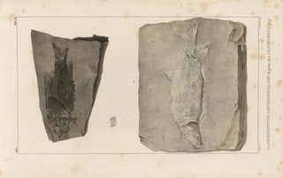 Louis Agassiz - Recherches sur les poissons fossiles Pl168.webp