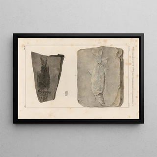Louis Agassiz - Recherches sur les poissons fossiles Pl168.webp