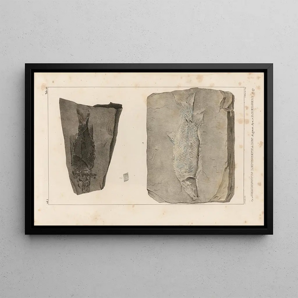 Recherches sur les poissons fossiles Pl168 - Louis Agassiz — oprawiony obraz na ścianie