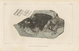 Louis Agassiz - Recherches sur les poissons fossiles Pl169.webp