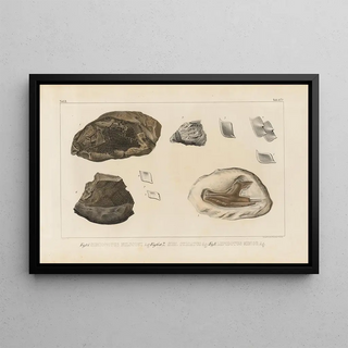 Louis Agassiz - Recherches sur les poissons fossiles Pl171.webp