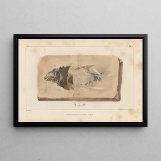 Louis Agassiz - Recherches sur les poissons fossiles Pl186.webp