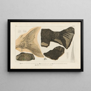 Louis Agassiz - Recherches sur les poissons fossiles Pl187.webp
