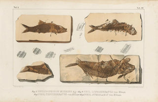 Louis Agassiz - Recherches sur les poissons fossiles Pl191.webp