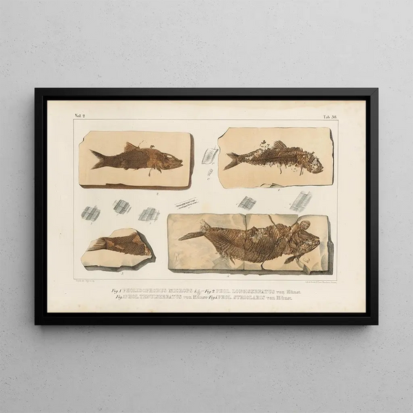 Recherches sur les poissons fossiles Pl191 - Louis Agassiz — oprawiony obraz na ścianie