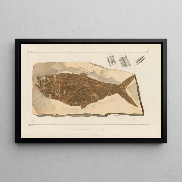Recherches sur les poissons fossiles Pl194 - Louis Agassiz — oprawiony obraz na ścianie