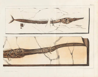 Louis Agassiz - Recherches sur les poissons fossiles Pl199.webp