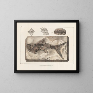 Louis Agassiz - Recherches sur les poissons fossiles Pl210.webp
