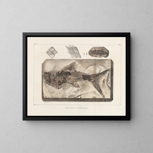 Recherches sur les poissons fossiles - Louis Agassiz — oprawiony obraz na ścianie