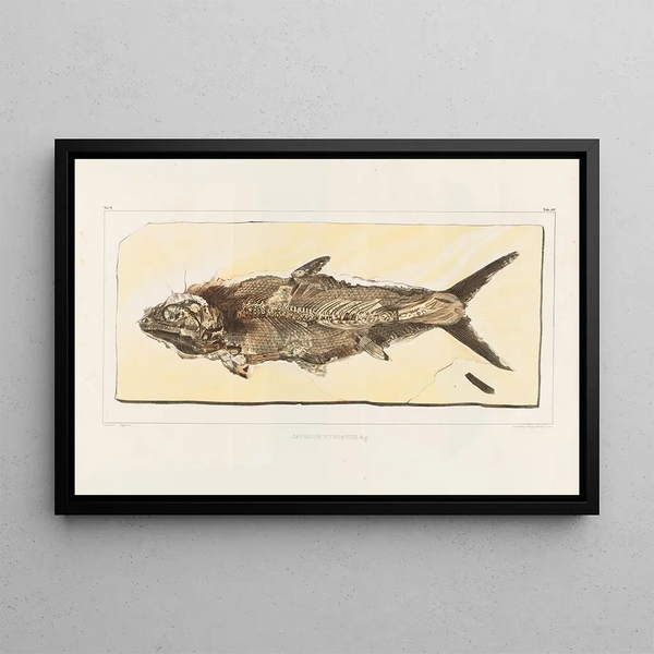 Recherches sur les poissons fossiles Pl216 - Louis Agassiz — oprawiony obraz na ścianie
