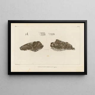 Louis Agassiz - Recherches sur les poissons fossiles Pl217.webp