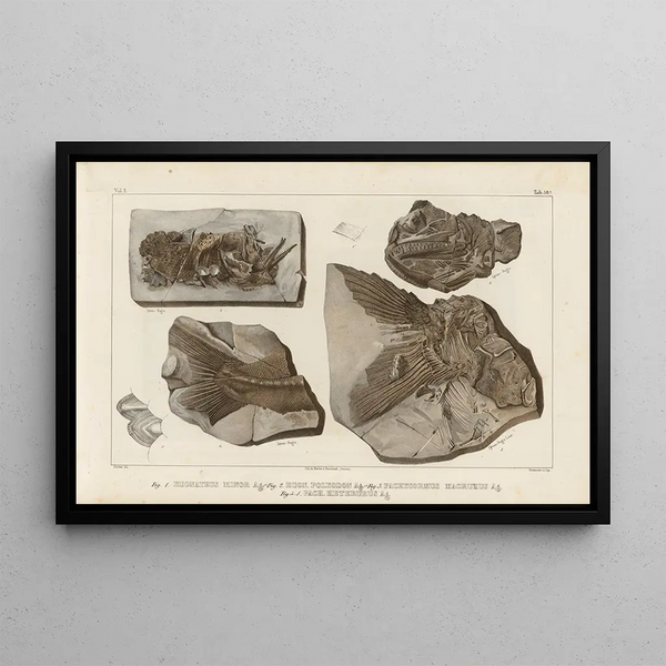 Louis Agassiz - Recherches sur les poissons fossiles Pl221.webp