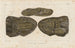 Recherches sur les poissons fossiles, Pl229 - Louis Agassiz — widok dzieła
