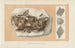 Recherches sur les Poissons Fossiles Pl235 - Louis Agassiz — widok dzieła