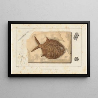 Louis Agassiz - Recherches sur les poissons fossiles Pl241.webp