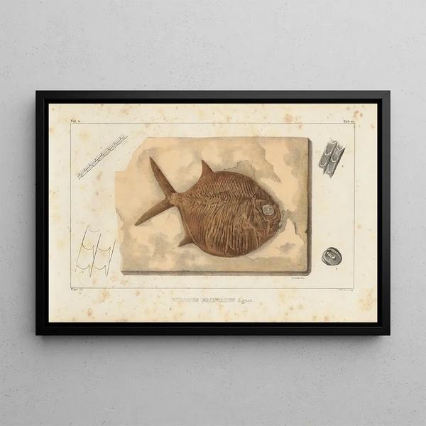 Recherches sur les poissons fossiles Pl241 - Louis Agassiz — oprawiony obraz na ścianie