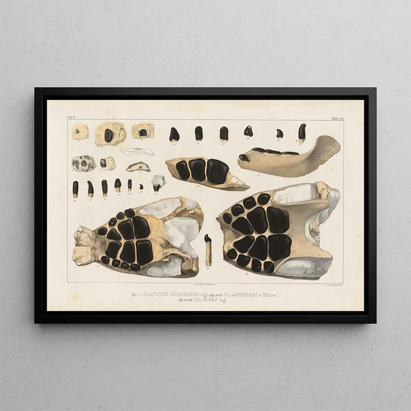 Louis Agassiz - Recherches sur les poissons fossiles Pl246.webp