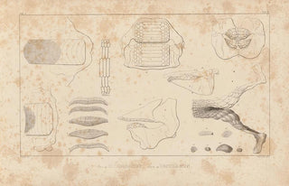 Louis Agassiz - Recherches sur les poissons fossiles Pl256.webp