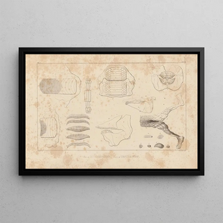 Louis Agassiz - Recherches sur les poissons fossiles Pl256.webp