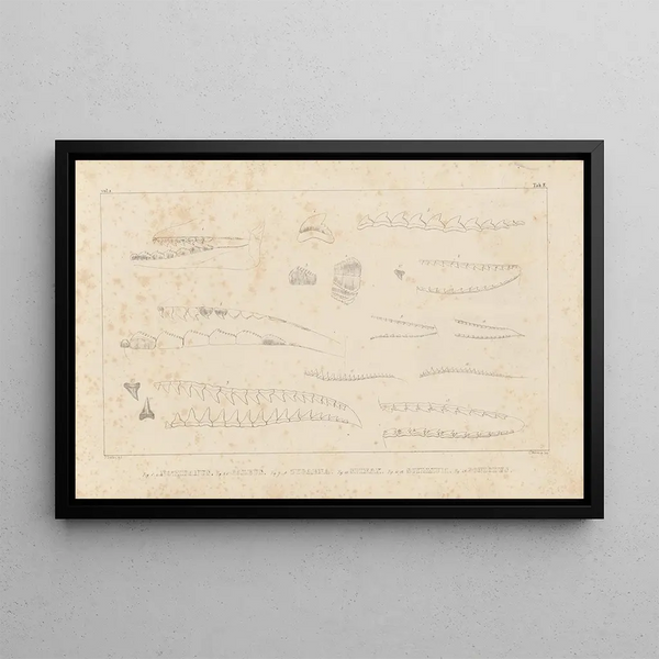Recherches sur les poissons fossiles Pl257 - Louis Agassiz — oprawiony obraz na ścianie