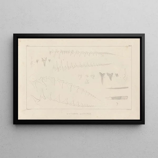 Recherches sur les poissons fossiles Pl259 - Louis Agassiz — oprawiony obraz na ścianie