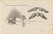 Recherches sur les poissons fossiles Pl260 - Louis Agassiz — widok dzieła