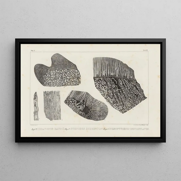 Louis Agassiz - Recherches sur les poissons fossiles Pl264.webp