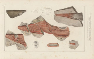 Louis Agassiz - Recherches sur les poissons fossiles Pl276.webp