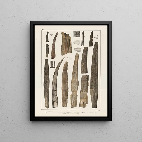 Louis Agassiz - Recherches sur les poissons fossiles Pl284.webp