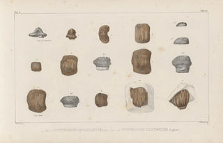 Louis Agassiz - Recherches sur les poissons fossiles Pl304.webp