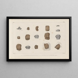 Louis Agassiz - Recherches sur les poissons fossiles Pl304.webp