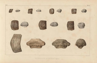 Louis Agassiz - Recherches sur les poissons fossiles Pl305.webp