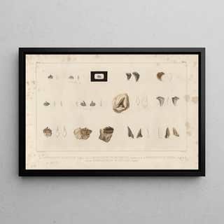 Louis Agassiz - Recherches sur les poissons fossiles Pl309.webp