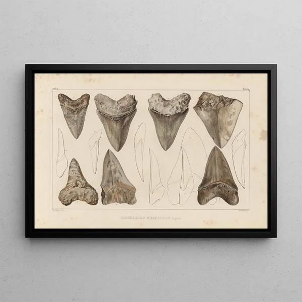 Louis Agassiz - Recherches sur les poissons fossiles Pl311.webp