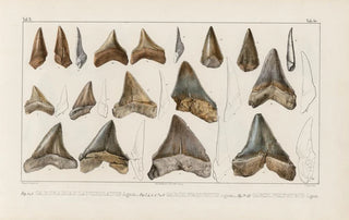Louis Agassiz - Recherches sur les poissons fossiles Pl312.webp