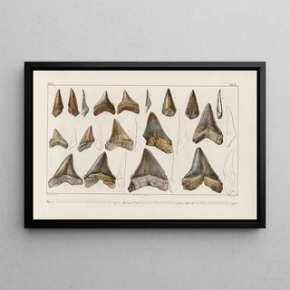 Louis Agassiz - Recherches sur les poissons fossiles Pl312.webp