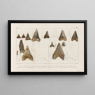 Louis Agassiz - Recherches sur les poissons fossiles Pl313.webp