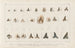 Badania nad skamieniałościami ryb Pl. 315 - Louis Agassiz — widok dzieła