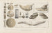 Recherches sur les poissons fossiles Pl325 - Louis Agassiz — widok dzieła