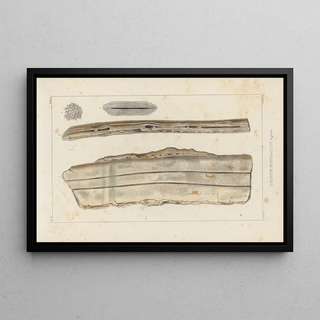 Louis Agassiz - Recherches sur les poissons fossiles Pl329.webp