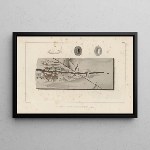 Recherches sur les poissons fossiles Pl331 - Louis Agassiz — oprawiony obraz na ścianie