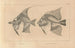 Recherches sur les poissons fossiles Pl342 - Louis Agassiz — widok dzieła